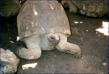 Tortue ninja